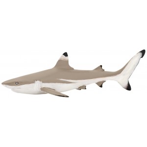 56034 Requin Pointe Noire